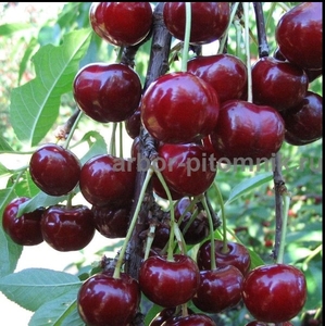 Плодовые деревья из питомника, саженцы крупномеры - Изображение #9, Объявление #1723535