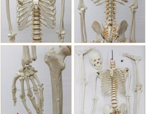 Анатомическая Модель скелета человека в натуральную величину - Изображение #2, Объявление #1724227