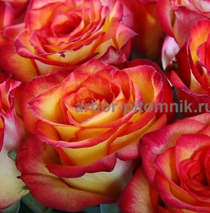 Саженцы роз из питомника с доставкой по Москве, розы в горшках - Изображение #9, Объявление #1724052