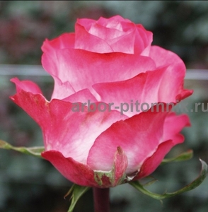 Саженцы роз из питомника с доставкой по Москве, розы в горшках - Изображение #10, Объявление #1724052