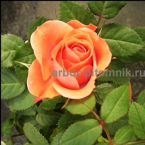 Саженцы роз из питомника с доставкой по Москве, розы в горшках - Изображение #2, Объявление #1724052
