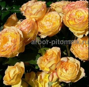 Саженцы роз из питомника с доставкой по Москве, розы в горшках - Изображение #4, Объявление #1724052