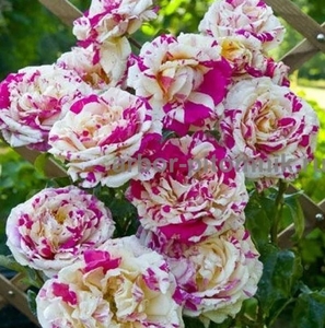 Саженцы роз из питомника с доставкой по Москве, розы в горшках - Изображение #5, Объявление #1724052
