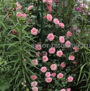 Саженцы роз из питомника с доставкой по Москве, розы в горшках - Изображение #6, Объявление #1724052