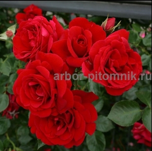 Саженцы роз из питомника с доставкой по Москве, розы в горшках - Изображение #7, Объявление #1724052