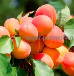 Саженцы абрикосов из питомника с доставкой, каталог с низкими ценами в интернет  - Изображение #1, Объявление #1724670