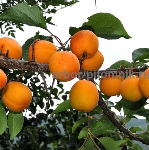 Саженцы абрикосов из питомника с доставкой, каталог с низкими ценами в интернет  - Изображение #3, Объявление #1724670