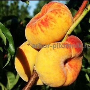 Саженцы персиков, персики в горшках из питомника и интернет магазина Арбор - Изображение #5, Объявление #1726685