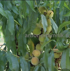 Саженцы персиков, персики в горшках из питомника и интернет магазина Арбор - Изображение #6, Объявление #1726685