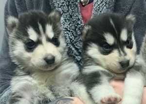 Siberian Husky puppies for adoption - Изображение #2, Объявление #1726616