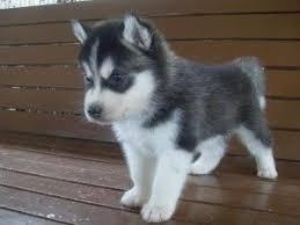 Siberian Husky puppies for adoption - Изображение #1, Объявление #1726616