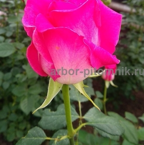 Саженцы кустовых роз из питомника, каталог роз в большом ассортименте в питомник - Изображение #2, Объявление #1727396