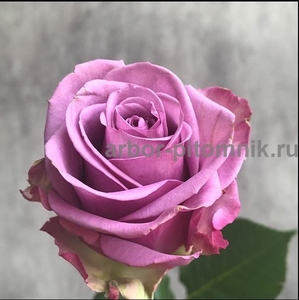 Саженцы кустовых роз из питомника, каталог роз в большом ассортименте в питомник - Изображение #5, Объявление #1727396