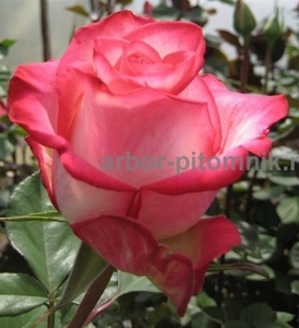 Саженцы кустовых роз из питомника, каталог роз в большом ассортименте в питомник - Изображение #7, Объявление #1727396