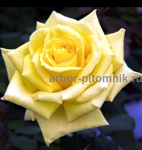 Саженцы кустовых роз из питомника, каталог роз в большом ассортименте в питомник - Изображение #8, Объявление #1727396