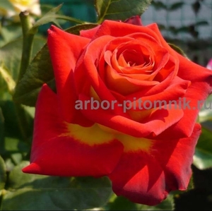 Саженцы кустовых роз из питомника, каталог роз в большом ассортименте в питомник - Изображение #9, Объявление #1727396