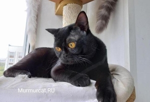 Бомбейские котята, питомник Murmurcat Москва - Изображение #1, Объявление #1728253