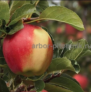 Крупномеры яблонь, саженцы яблони и плодовых деревьев в Москве и Подмосковье из  - Изображение #2, Объявление #1730331