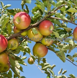Крупномеры яблонь, саженцы яблони и плодовых деревьев в Москве и Подмосковье из  - Изображение #4, Объявление #1730331