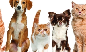 Ветеринария у Вас на дому по вызову - Изображение #1, Объявление #1733151