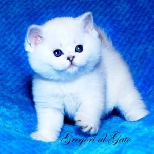 Британские котята Серебристые шиншиллы синеглазки - Изображение #1, Объявление #661227