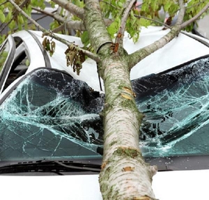 Услуги юриста при падении дерева на автомобиль - Изображение #1, Объявление #1735541