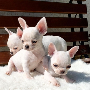Красивые щенки чихуахуа для переезда - Изображение #1, Объявление #1742003