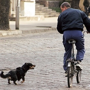 Услуги юриста при укусе собаки Москва   - Изображение #4, Объявление #1743005
