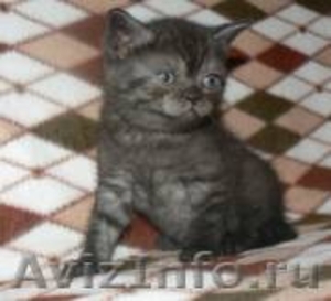 Шотландские прямоухие,плюшевые котята. Питомник-Вязки - Изображение #1, Объявление #187