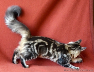 Известный питомник Bartalameo предлагает котят Мейн Кун (с видео) - Изображение #1, Объявление #486743