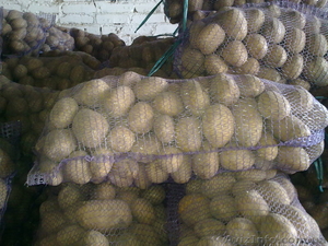Продам картофель с Украины - Изображение #1, Объявление #921009