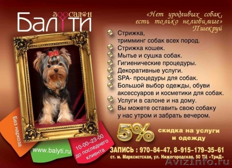 Стрижка миттельшнауцеров, йорков, терьеров, шпицев,тримминг - Изображение #1, Объявление #106268