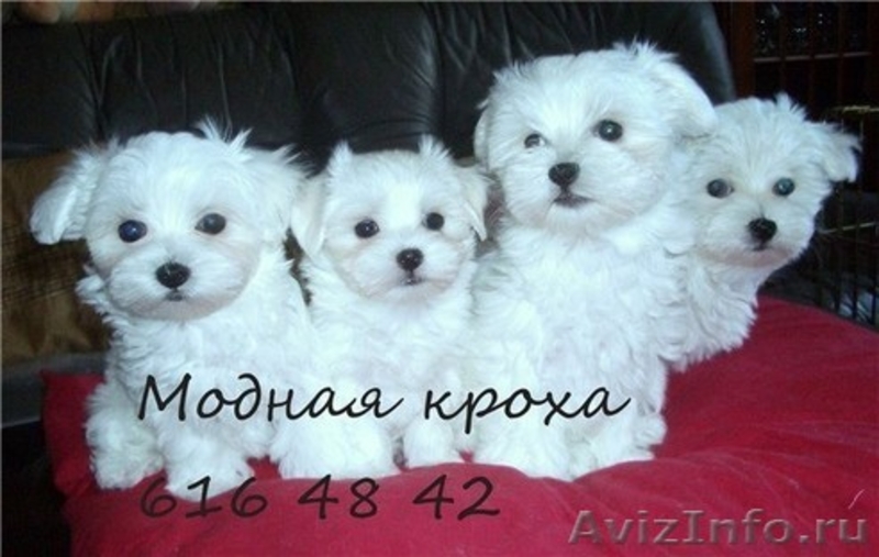 Болонка мальтийская. - Изображение #2, Объявление #216139