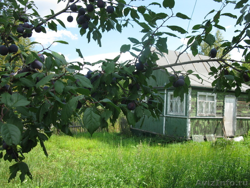 п,Балакирево продам дачу срочно - Изображение #2, Объявление #410736