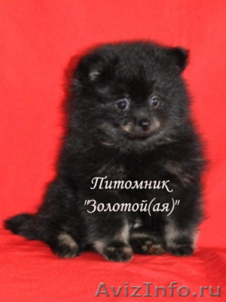 Миниатюрные померанские шпицы - Изображение #1, Объявление #645346