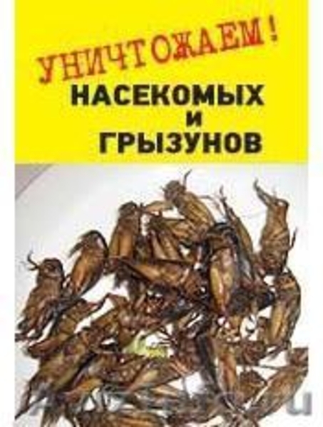Уничтожение клещей - Изображение #2, Объявление #914843
