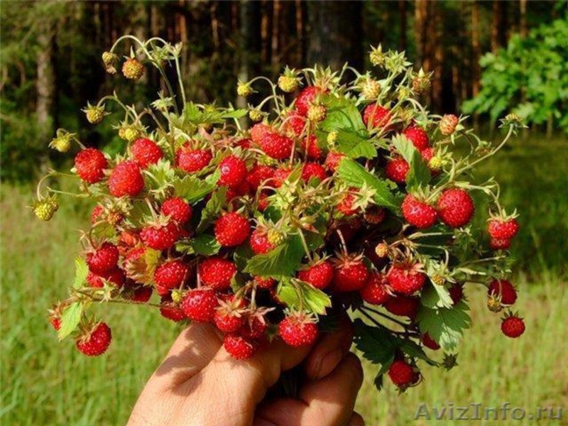 Участки на Солнечной поляне в СНТ Земляничное! От 8 до 20 соток!  - Изображение #2, Объявление #994331