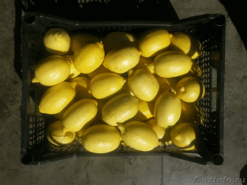 Купить Фрукты В Блока Фрут