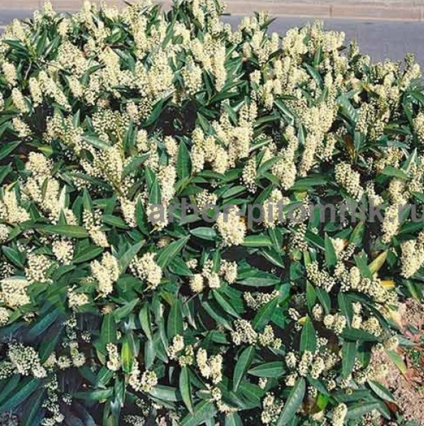 Сакура (вишня японская декоративная) в горшках для посадки купить в Москве и Под - Изображение #2, Объявление #1735231